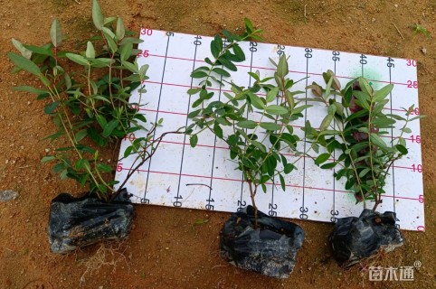 高度20厘米金丝桃小苗