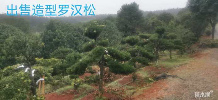 移栽苗造型罗汉松