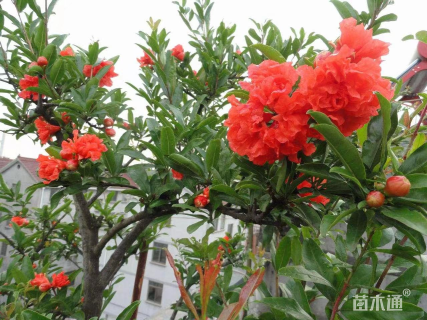 高度120厘米牡丹石榴