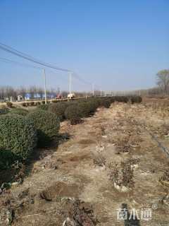 冠幅100厘米水蜡球