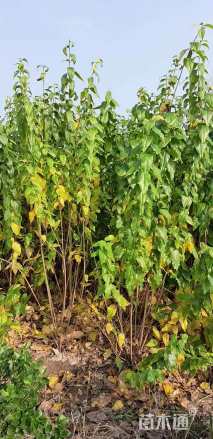 高度120厘米丛生蜡梅