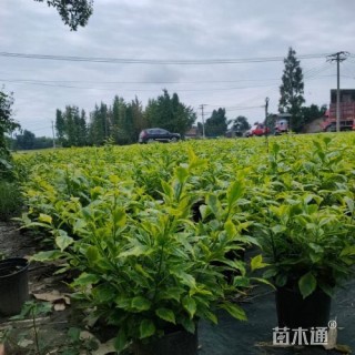 高度40厘米金叶假连翘