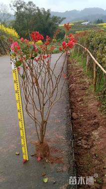 高度100厘米三角梅