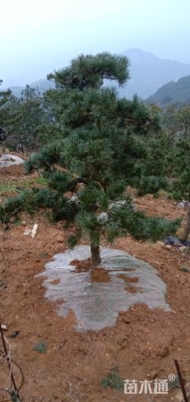 造型五针松