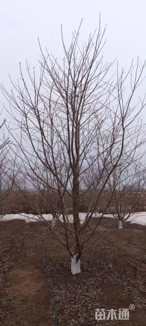 15公分日本晚樱