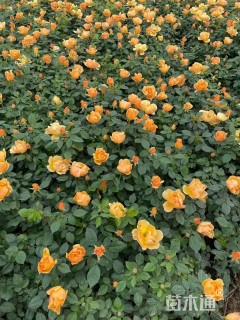 高度40厘米黄花月季小苗