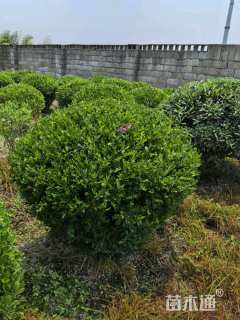 冠幅100厘米瓜子黄杨球