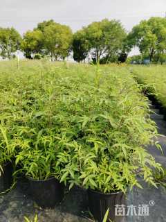 高度50厘米万寿菊