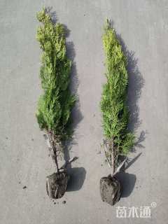 高度30厘米洒金柏