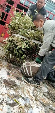 高度80厘米金边胡颓子球