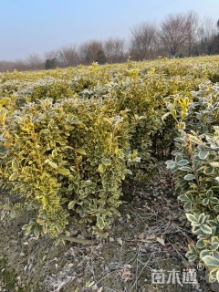 高度70厘米金边黄杨小苗