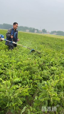 高度50厘米紫穗槐小苗