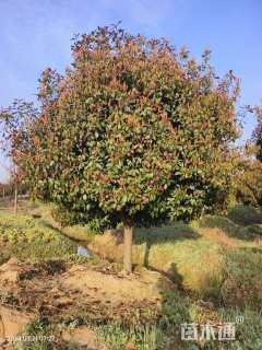 11公分红叶石楠