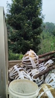 10公分南方红豆杉