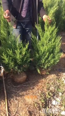 高度100厘米蜀桧