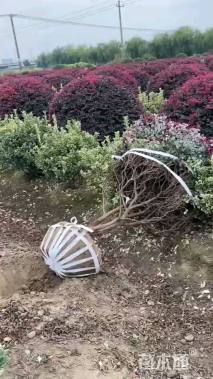 冠幅150厘米红花继木球