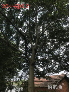 20公分朴树