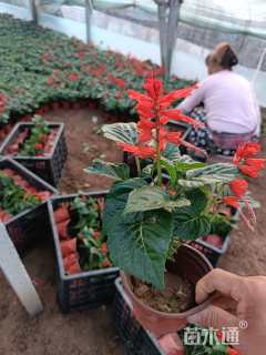 高度20厘米一串红