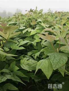 高度50厘米马褂木小苗