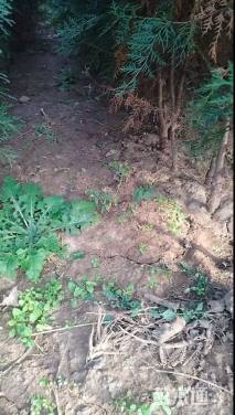 高度250厘米侧柏