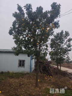 12公分柚子树