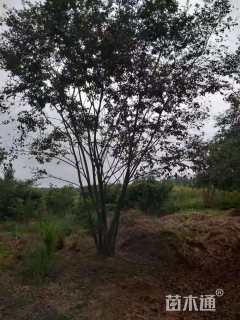 25公分丛生朴树