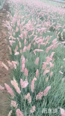 高度35厘米糖蜜草