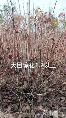 高度180厘米天目琼花