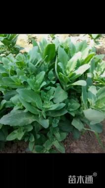 高度20厘米八宝景天