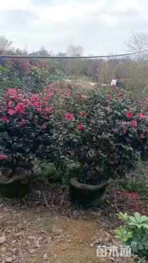 冠幅80厘米茶梅球