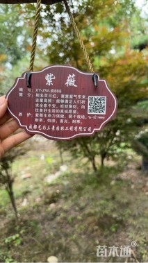 15公分紫薇花瓶