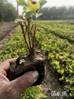 高度30厘米八宝景天