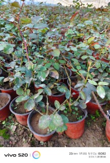 高度30厘米卡罗拉月季