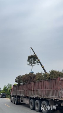 15公分日本红枫