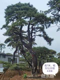 50公分造型油松
