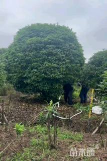 高度250厘米丛生桂花