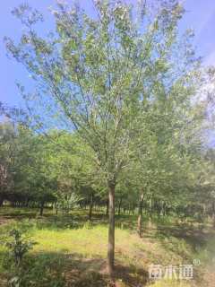 15公分榔榆