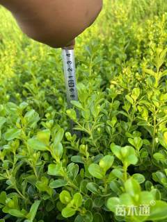 高度40厘米瓜子黄杨小苗
