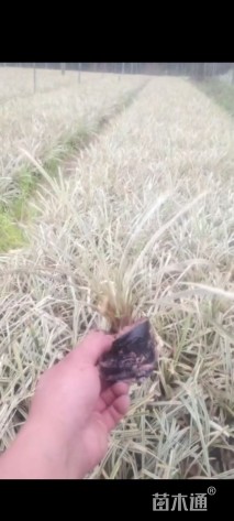 高度20厘米丽蚌草