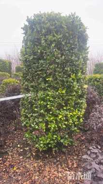 高度200厘米金森女贞柱