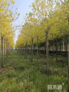 14公分金叶白蜡