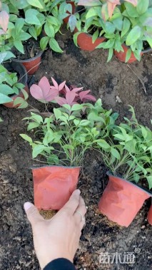 高度28厘米火焰南天竹