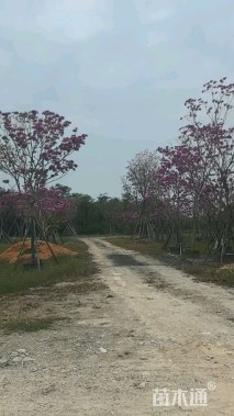 10公分紫花风铃木