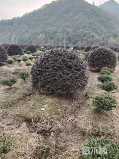 冠幅180厘米红花继木球