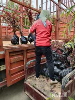 0.6公分紫叶矮樱