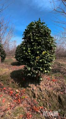 冠幅150厘米茶花球