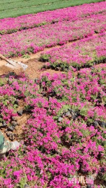 高度15厘米丛生福禄考