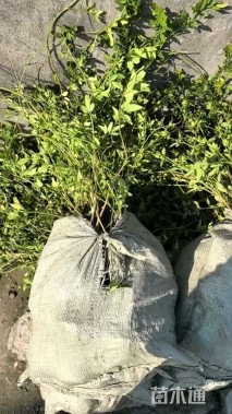 高度50厘米云南黄馨