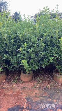 高度50厘米欧洲荚蒾