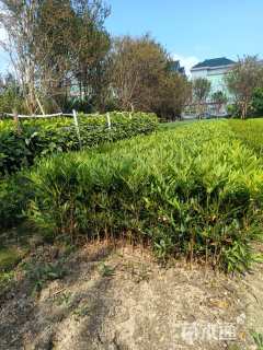 高度40厘米十大功劳